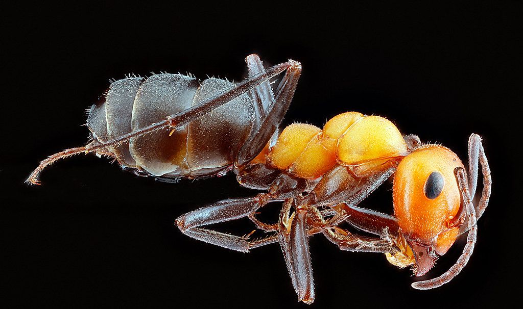 Ant Control service in Marana, AZ
