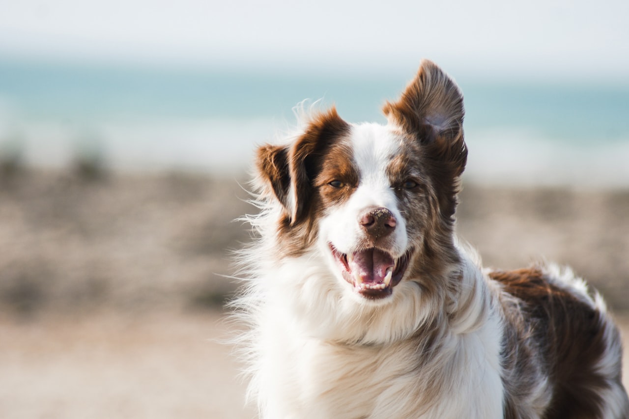 Flea & Tick Control service in Marana, AZ