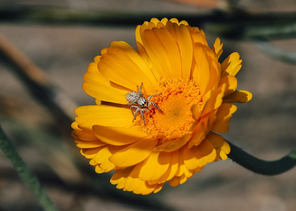Spider Control service in Marana, AZ